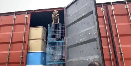 守護(hù)契約，愛心送達(dá) 多格漫捐贈(zèng)價(jià)值12萬元寵物食品援助浦江王阿姨流浪狗基地